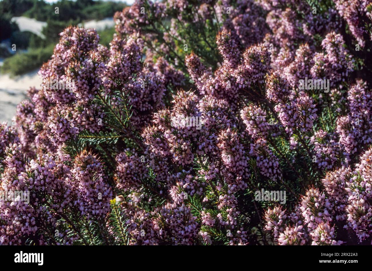 Mediterranes Heidekraut (Erica multiflora) die Blütezeit beginnt im Herbst, um den Winterniederschlag zu nutzen (mehrblütige Heidekraut) Stockfoto