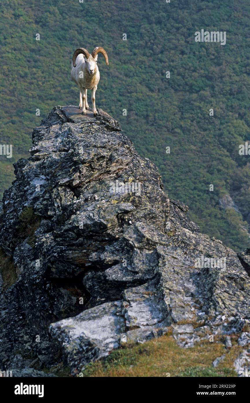 Dall-Schafe (Ovis dalli) Widder stehen auf einem Felsunterstand (Alaska-Schneeschaf), Dall-Schafe Widder stehen auf einem Felsunterstand Stockfoto