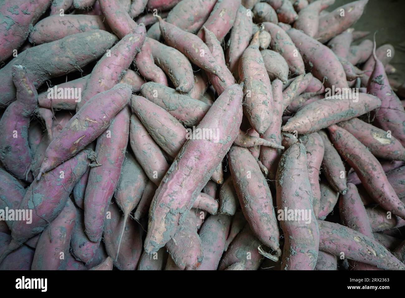 In einem Plantagenlager in Nordchina werden Süßkartoffelhaufen gelagert Stockfoto