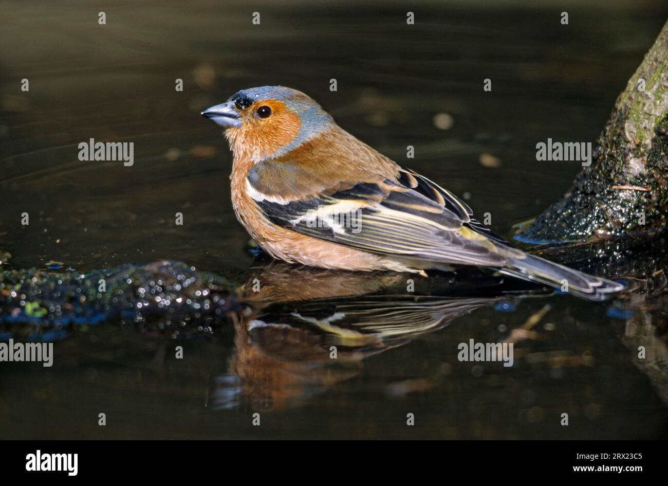 Gewöhnliche Buchsblume (Fringilla coelebs) männlicher Erwachsener im Zuchtgefieder nimmt ein Bad in einer Pfütze, gewöhnliche Buchsblume erwachsener männlicher im Zuchtgefieder nimmt ein Stockfoto