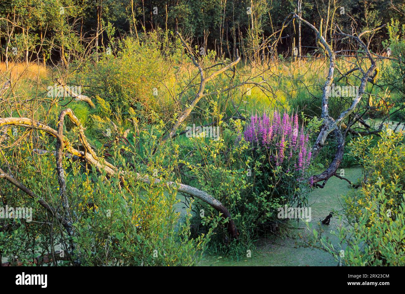 Purple Loosestrife (Lythrum salicaria) ist eine wichtige Nahrungspflanze für die Raupen der Engrailed Moth Stockfoto