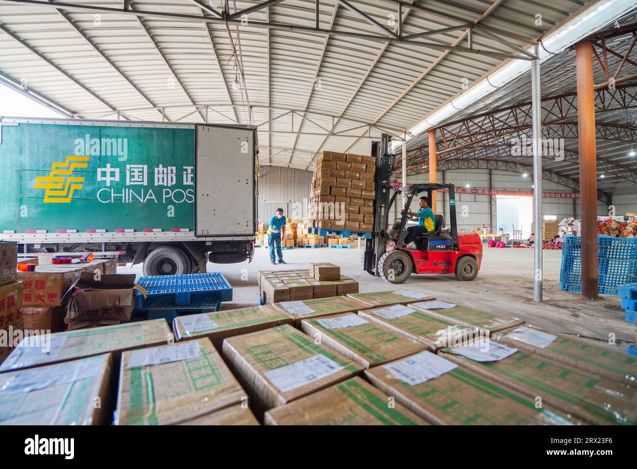 Luannan County, China - 4. September 2022: Arbeiter fahren Gabelstapler nach China Post Delivery Trucks, um Kisten mit Süßkartoffeln für externe Verkäufe zu laden. Stockfoto