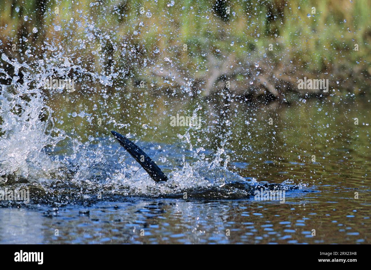 North american Beaver (Castor canadensis) warnt vor Gefahren, indem er mit dem Schwanz auf die Wasseroberfläche schlägt und nach unten taucht, North American Beaver Stockfoto