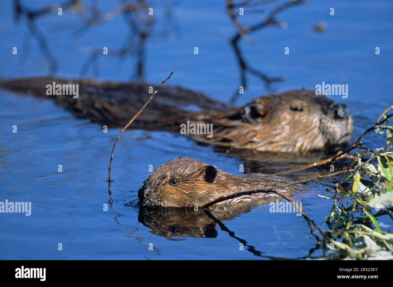 nordamerikanischer Biber (Castor canadensis) und junger Biber füttern Weidenzweige am Teich, Erwachsener amerikanischer Biber und Kit füttern Weidenzweige Stockfoto