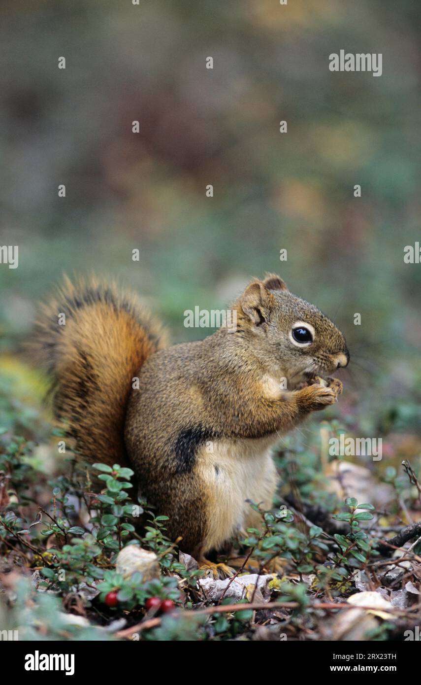 Rotes Eichhörnchen auf dem Waldboden (Hudsonisches Eichhörnchen), amerikanisches Rotes Eichhörnchen (Tamiasciurus hudsonicus) auf der Jagd nach dem Stockfoto