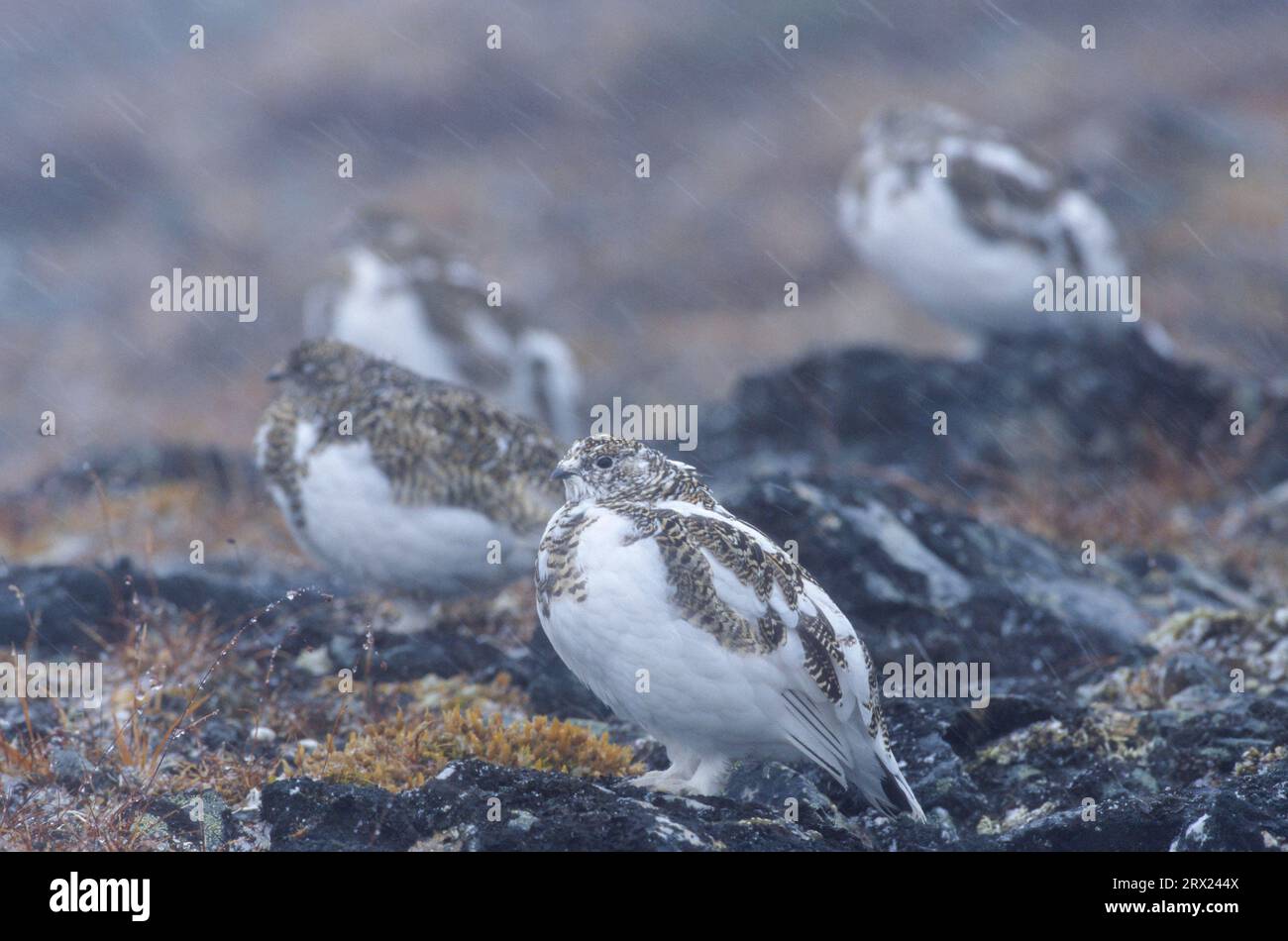 Steinptarmigans (Lagopus) mutus Stockfoto