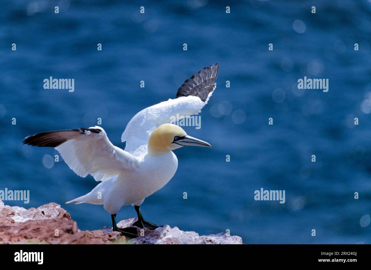 Northern Gannet (Morus bassanus) sitzt auf dem Roten Felsen von Helgoland (Solan Goose) (Solan) Stockfoto