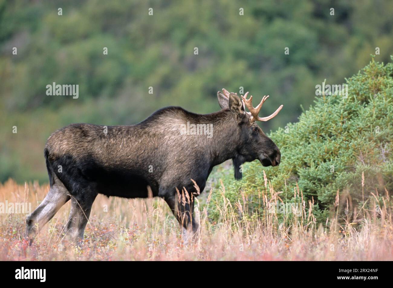Junge Bullenelche in der Tundra (Alaska-Elch), Junge Bullenelche (Alces alces) in der Tundra (Alaska-Elch) (Gigas) Stockfoto