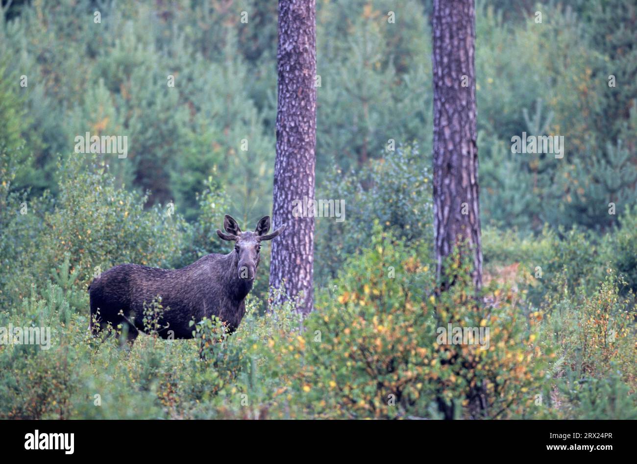 Jungbullenelch mit Samtgeweih auf dem Halleberg (Europäischer Elch), Jungbullenelch (Alces alces) mit Samtgeweih auf dem Halleberg (Eurasisch) Stockfoto