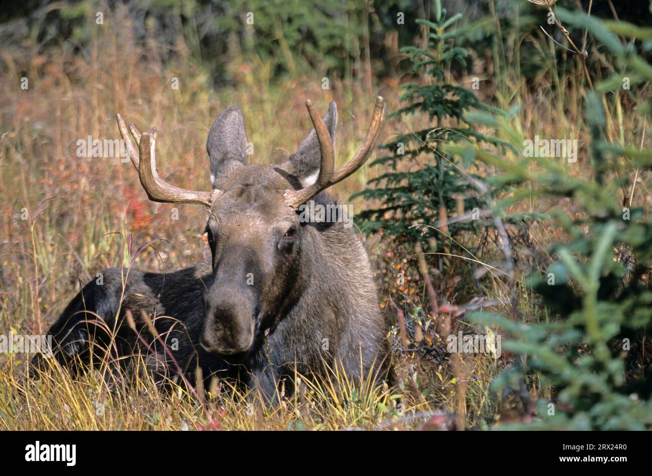 Junge Bullenelche in der Tundra (Alaska-Elch), Junge Bullenelche (Alces alces) in der Tundra (Alaska-Elch) (Gigas) Stockfoto