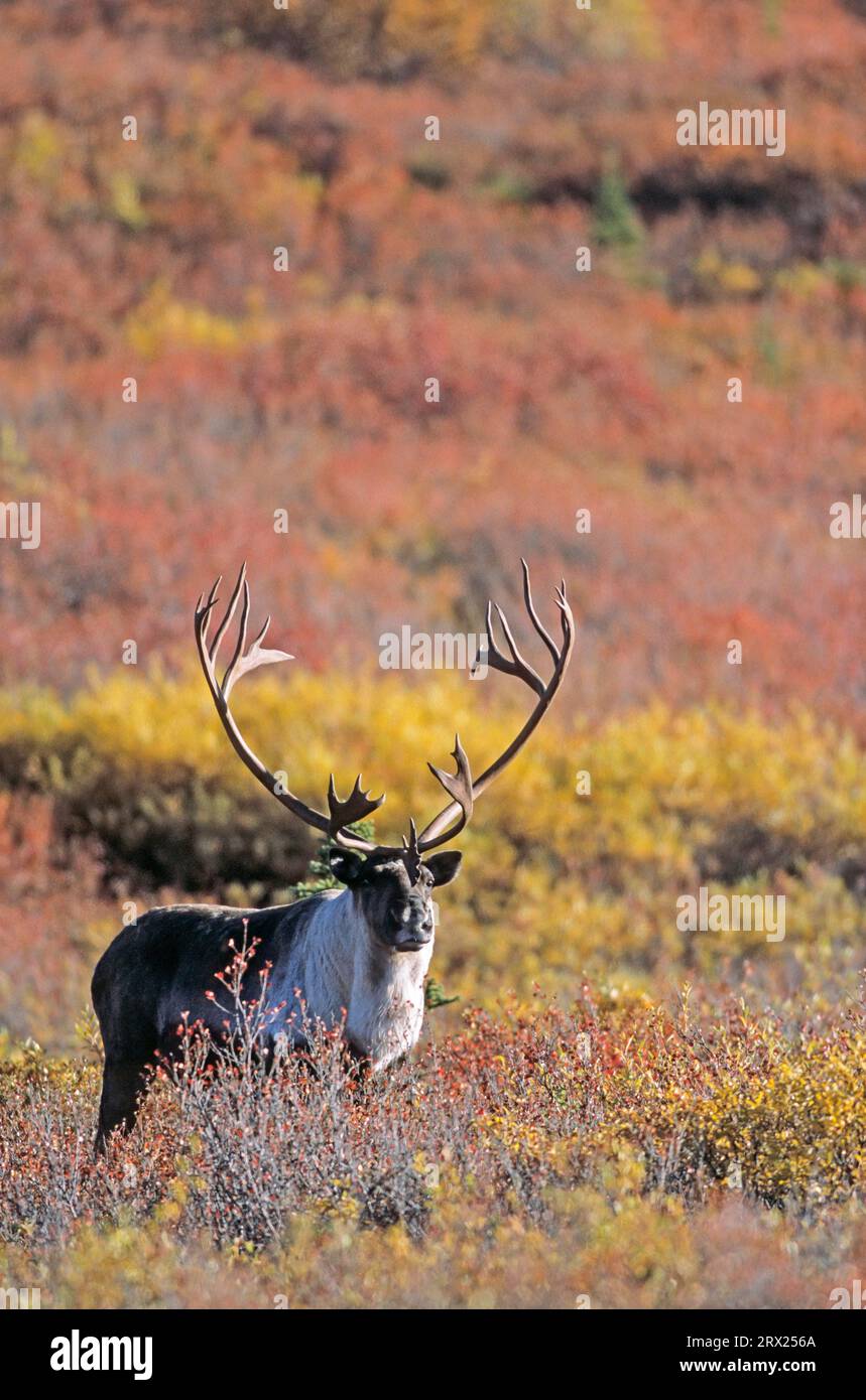 Rentier (Rangifer tarandus) in der herbstlichen Tundra (Alaskan Caribou), Bull Caribou in der herbstlichen Tundra (Porcupine Caribou) Stockfoto