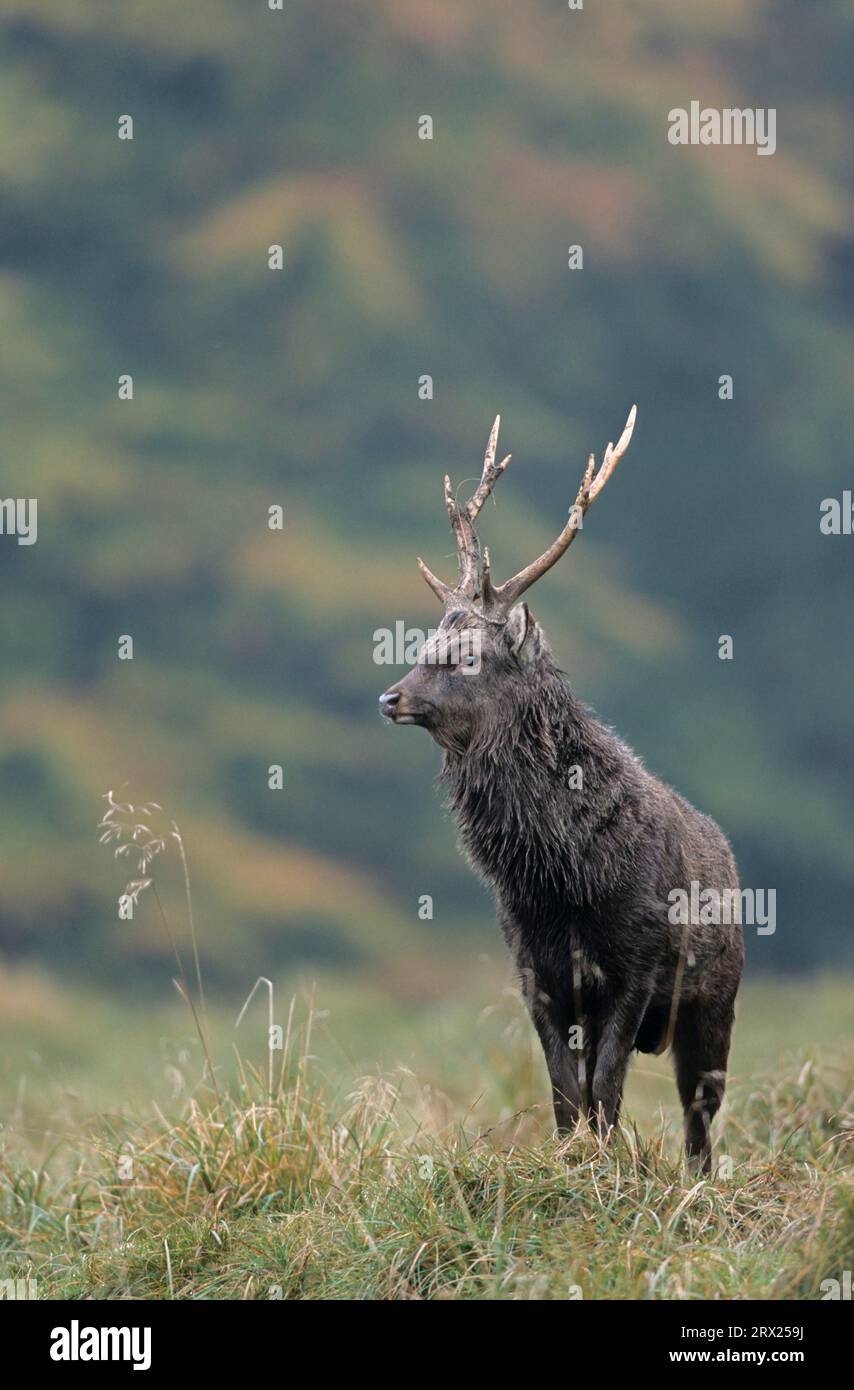 Unterarten: Japanische Sika, Sika-Hirsch (Cervus nippon) in der Furche (japanische Sika-Hirsche), Unterarten: Japanische Sika-Hirsche in der Furche (Gefleckte Hirsche) Stockfoto