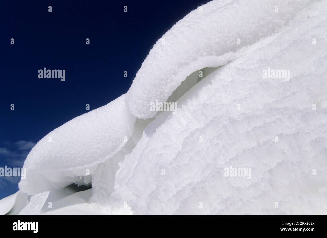 Schneetreiben in Schleswig-Holstein, Schneetreiben in Norddeutschland, Kreis Steinburg am Schierenwald Stockfoto