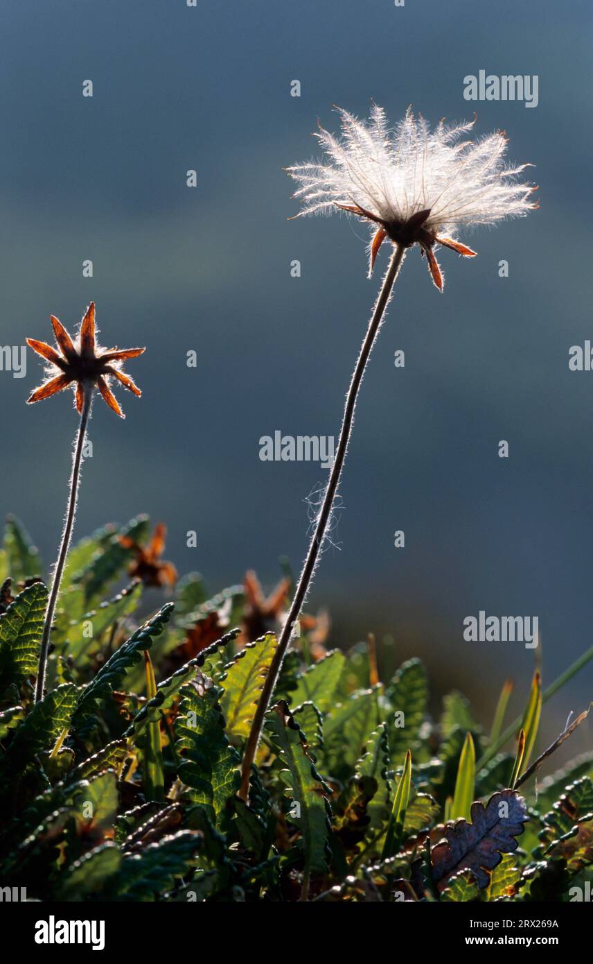 Weiße Dryade nach der Blüte in der Tundra (Alpen-Weiße Dryas), Avenspelze (Dryas octopetala) nach der Blüte im Stockfoto