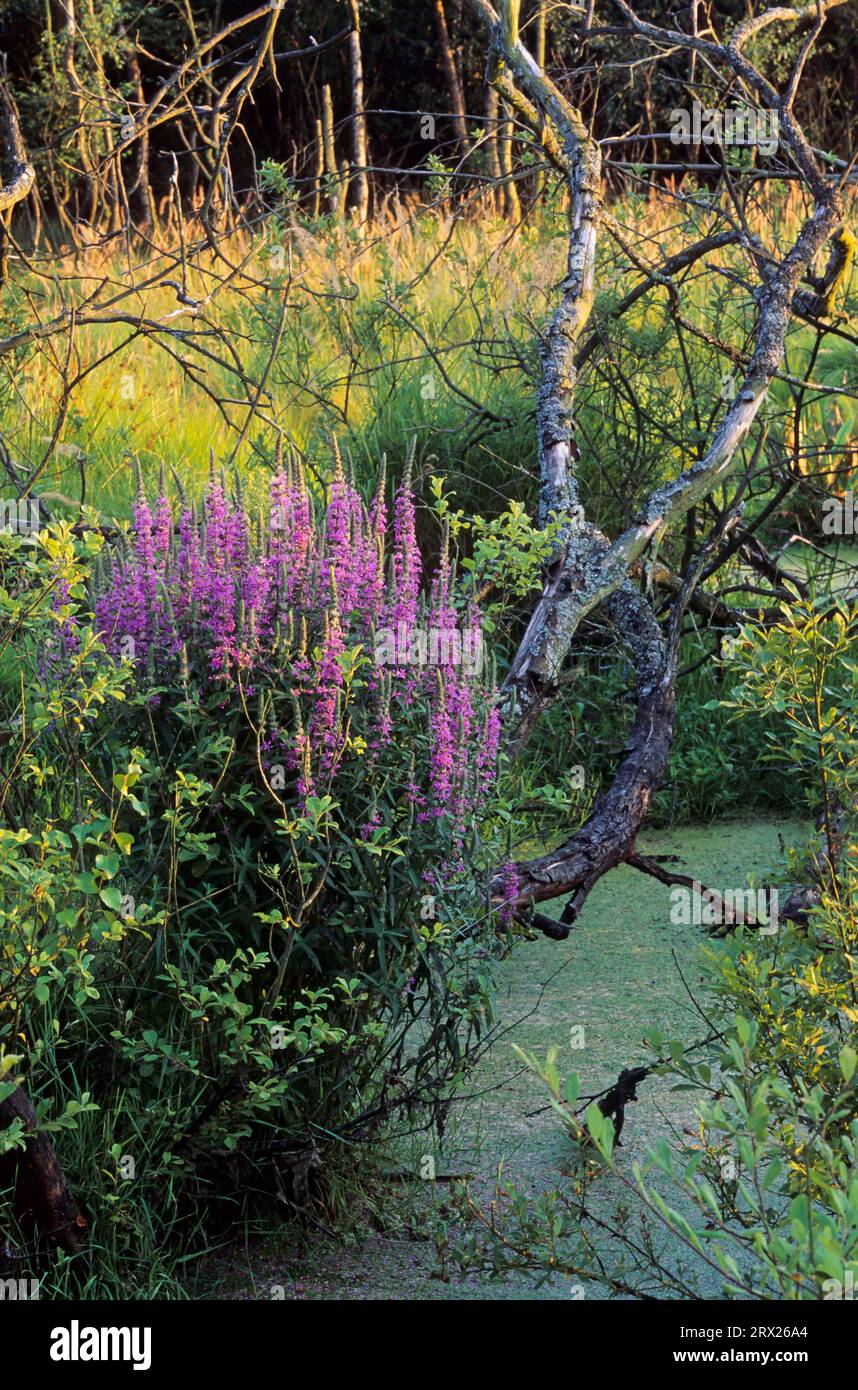 Purple Loosestrife (Lythrum salicaria) ist eine wichtige Nahrungspflanze für die Raupen der Engrailed Moth Stockfoto