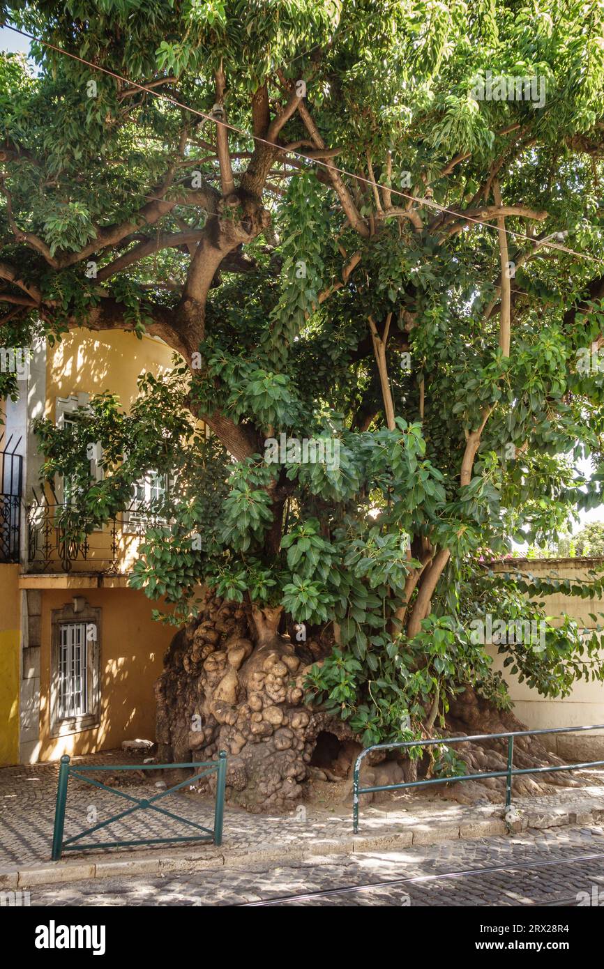 Ein riesiger Ombú-Baum (Phytolacca dioica, Bela Sombra, Elefantenbaum) blockiert fast den Bürgersteig in der Nähe der Kathedrale im Lissabonner Stadtteil Alfama (Portugal) Stockfoto