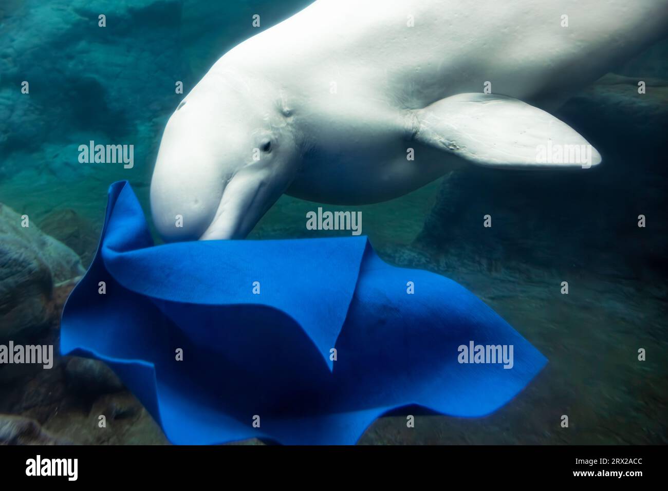 Belugawal (Delphinapterus leucas), auch bekannt als Weißwal, spielt im Georgia Aquarium in Atlanta mit einer Decke unter Wasser. (USA) Stockfoto