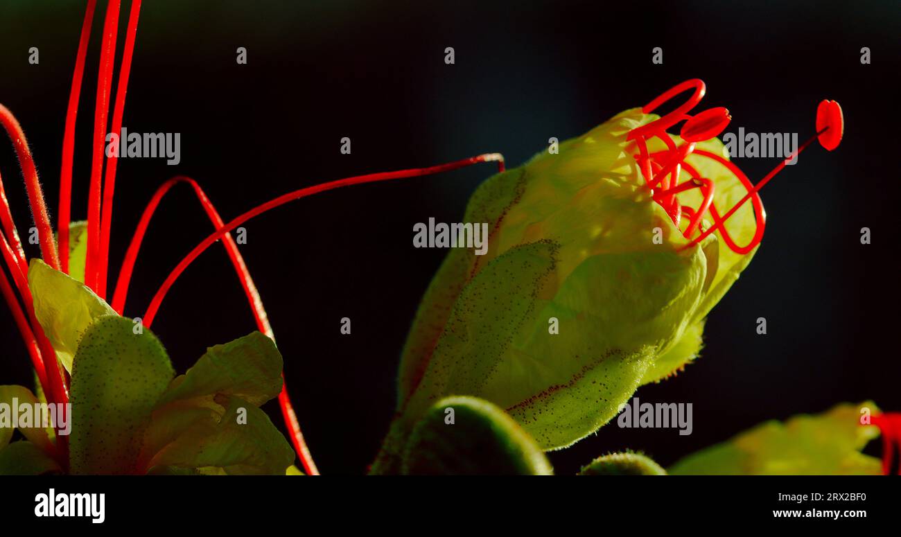 Yellow Bird of Paradise, ein Dornstrauch aus dem Südwesten der Vereinigten Staaten, mit fluoreszierenden Blüten und blutroten Staubblättern. Stockfoto