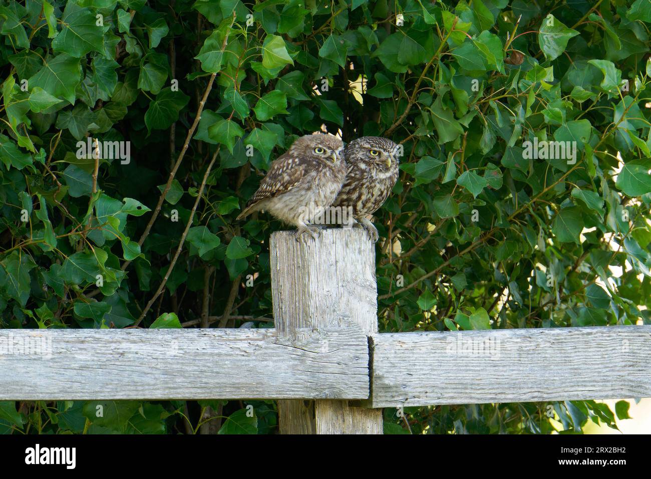 Eulchen (Erwachsene)-Athene noctua mit Jungtier. Stockfoto