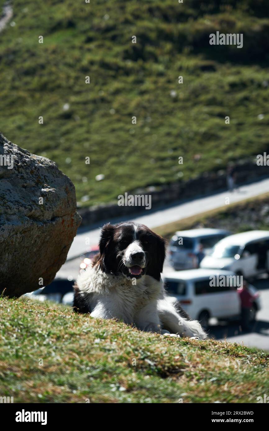 Ein flauschiger Bewohner Georgiens mit Pfoten. Charmante schwarz-weiße zentralasiatische Schäferhund liegt auf dem grünen Gras in den Bergen und ruht. Stepantsmi Stockfoto