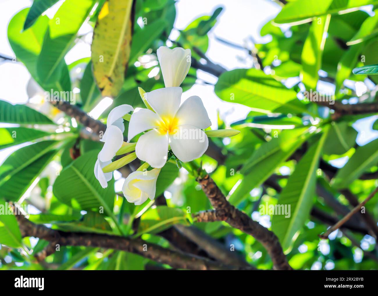 Weiße Blüten Plumeria, die auf tropischen Baumzweigen wachsen. Duftende Frangipani-Blütenpflanze blüht im sonnigen tropischen Garten des Sommers. Yellow Melia, Hawa Stockfoto