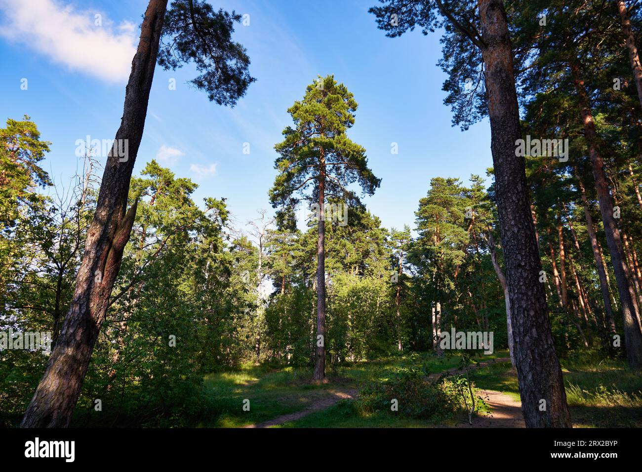 Hohe Kiefer im Sommerwald. Spazieren Sie durch den Kiefernwald Stockfoto