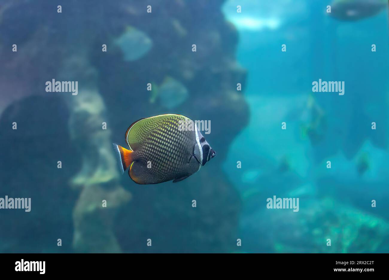 Rotschwanz-Schmetterlingsfische schwimmen im tiefen Ozean. Chaetodon Collare schwimmt im Aquarium Stockfoto