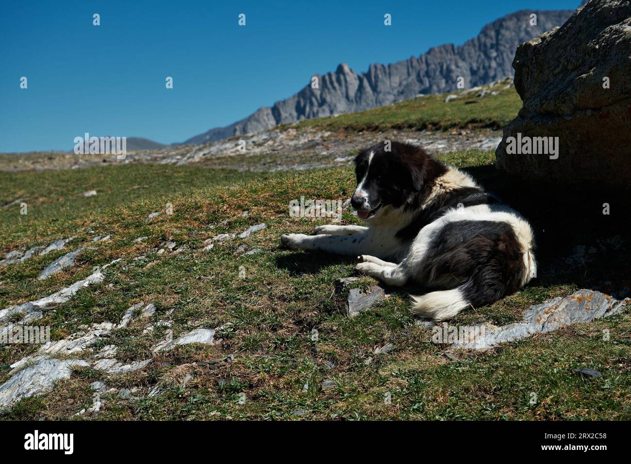 Ein flauschiger Bewohner Georgiens mit Pfoten. Charmante schwarz-weiße zentralasiatische Schäferhund liegt auf dem grünen Gras in den Bergen und ruht. Stepantsmi Stockfoto