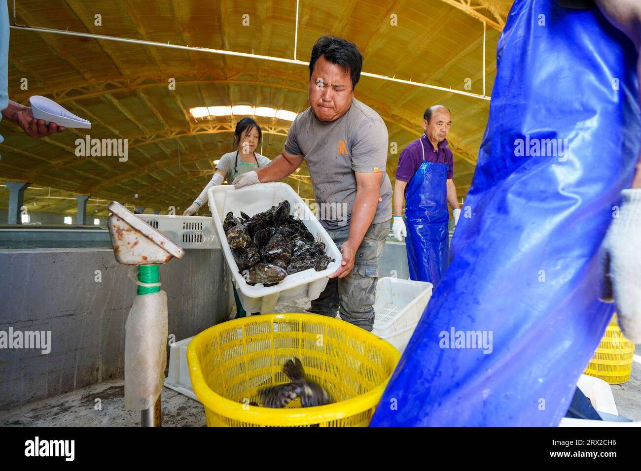 Luannan County, China - 21. September 2022: Der Zackenbarsch, den die Arbeiter gerade aus dem Brutteich gefangen haben, nachdem sie die Pumpe passiert haben, Nordchina Stockfoto