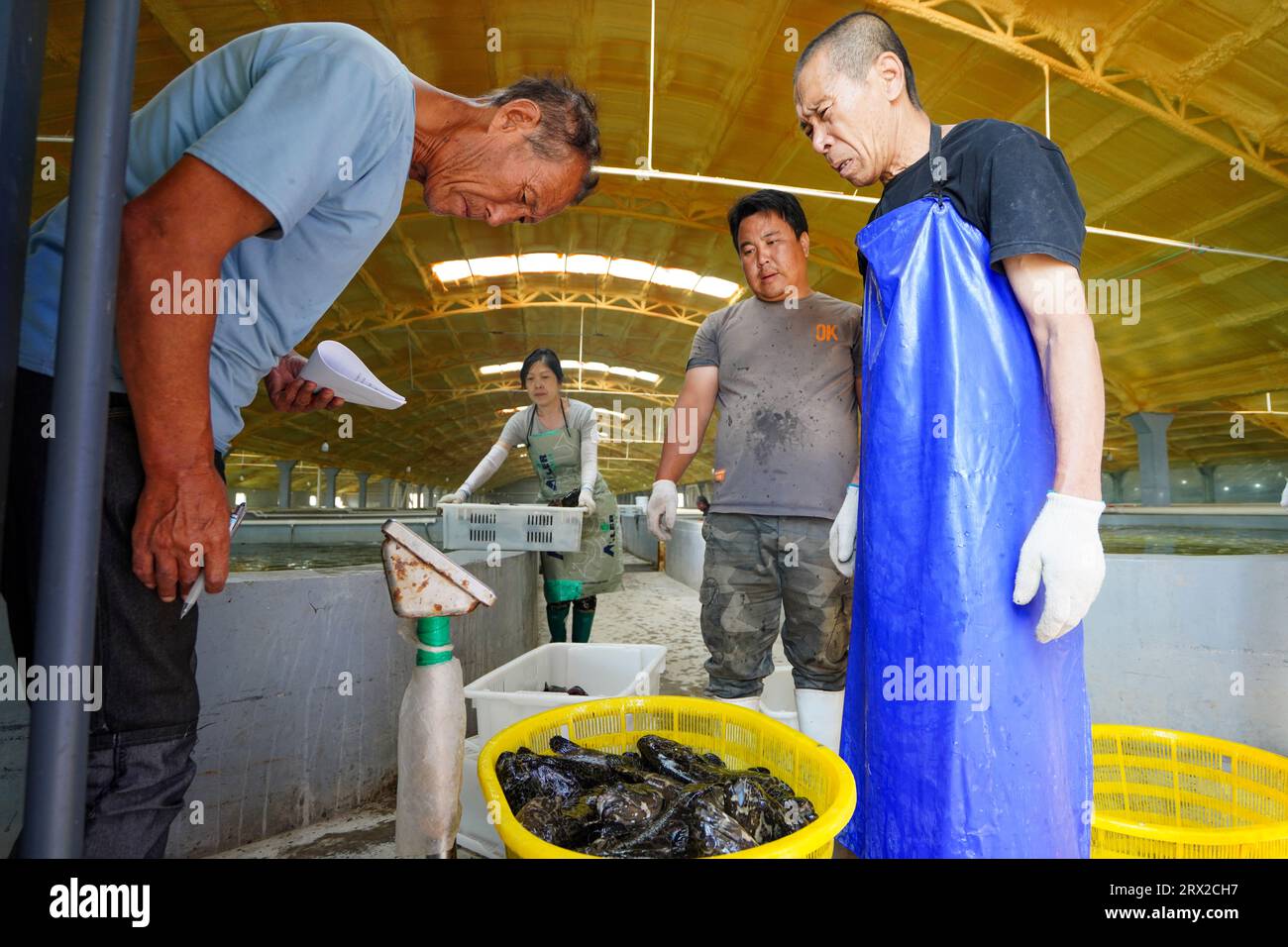 Luannan County, China - 21. September 2022: Der Zackenbarsch, den die Arbeiter gerade aus dem Brutteich gefangen haben, nachdem sie die Pumpe passiert haben, Nordchina Stockfoto