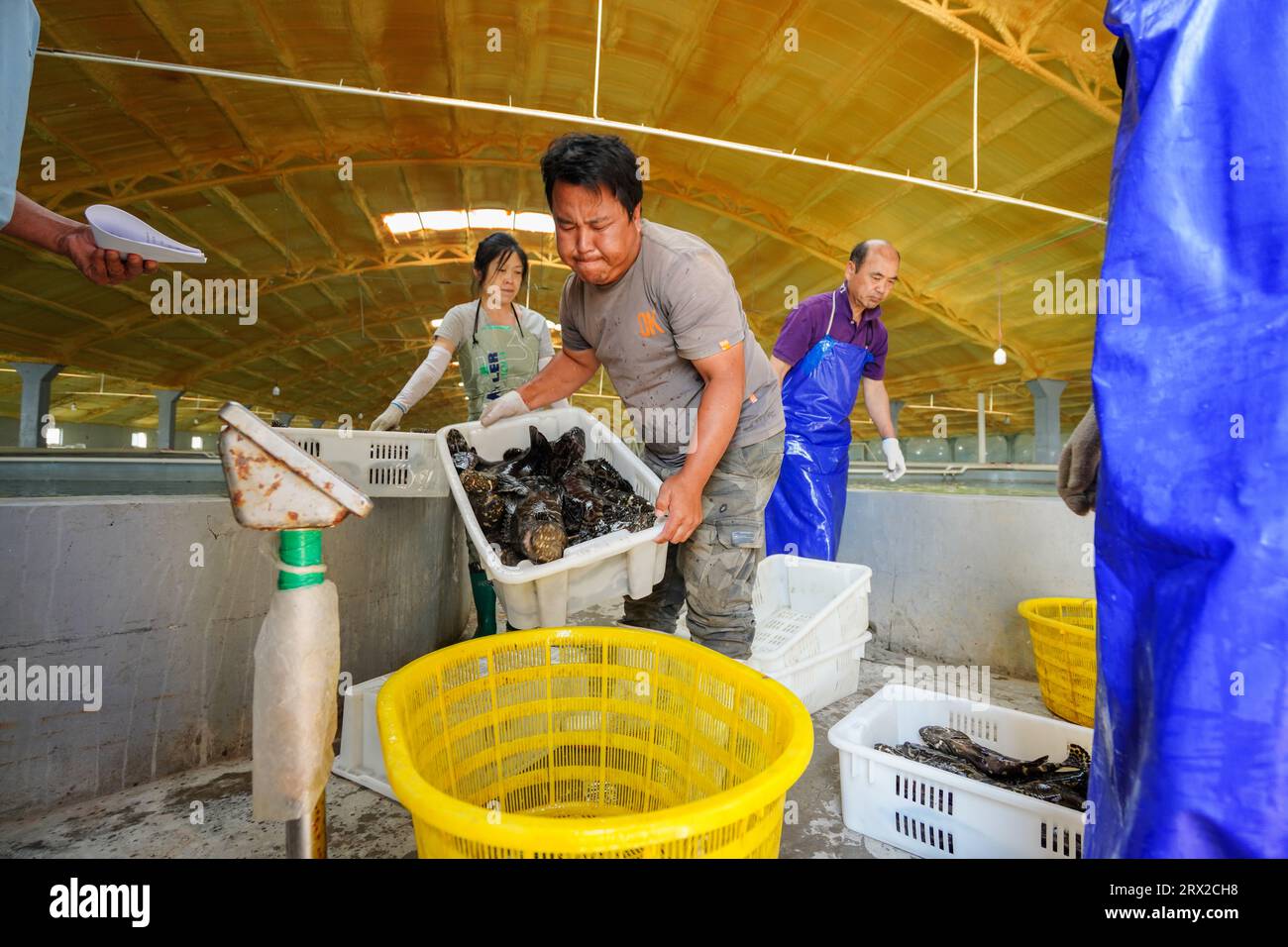 Luannan County, China - 21. September 2022: Der Zackenbarsch, den die Arbeiter gerade aus dem Brutteich gefangen haben, nachdem sie die Pumpe passiert haben, Nordchina Stockfoto