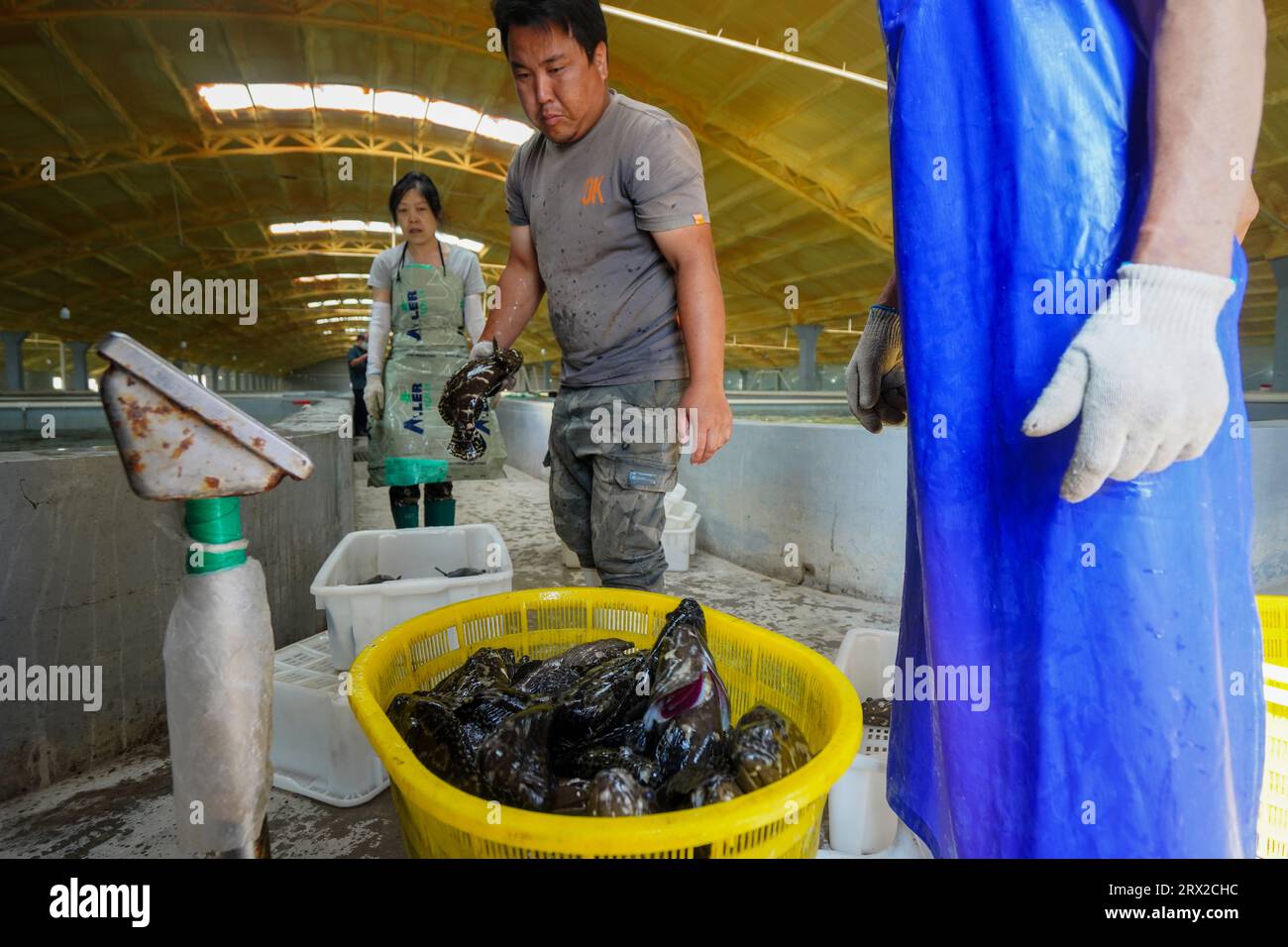 Luannan County, China - 21. September 2022: Der Zackenbarsch, den die Arbeiter gerade aus dem Brutteich gefangen haben, nachdem sie die Pumpe passiert haben, Nordchina Stockfoto