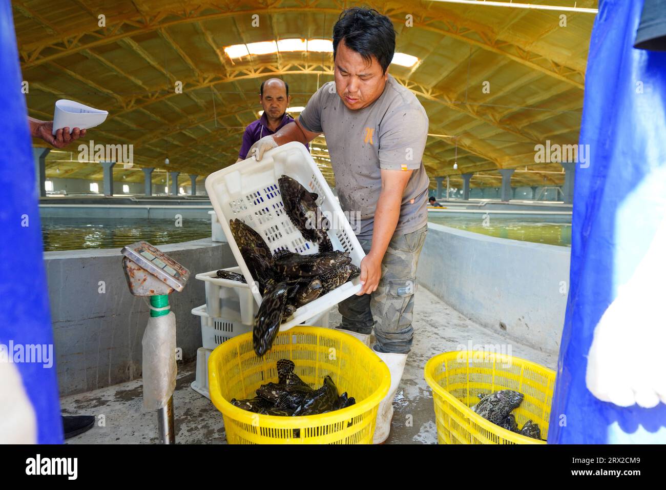 Luannan County, China - 21. September 2022: Der Zackenbarsch, den die Arbeiter gerade aus dem Brutteich gefangen haben, nachdem sie die Pumpe passiert haben, Nordchina Stockfoto