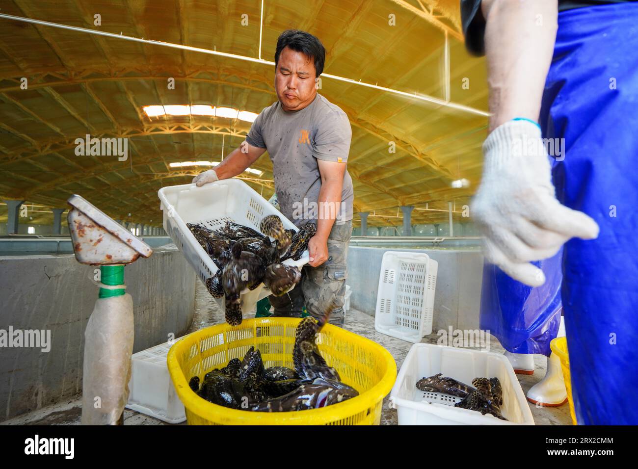 Luannan County, China - 21. September 2022: Der Zackenbarsch, den die Arbeiter gerade aus dem Brutteich gefangen haben, nachdem sie die Pumpe passiert haben, Nordchina Stockfoto