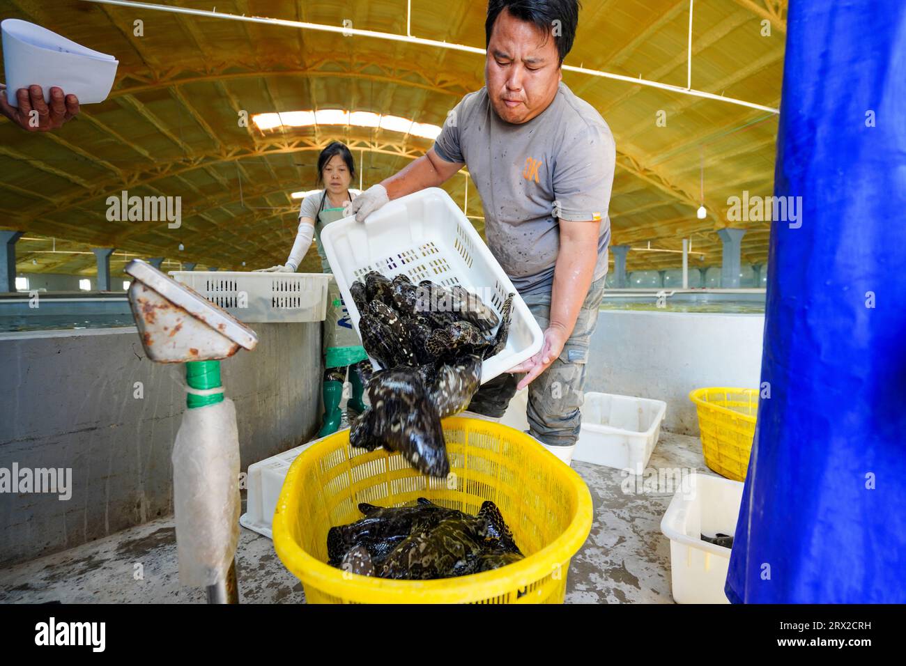 Luannan County, China - 21. September 2022: Der Zackenbarsch, den die Arbeiter gerade aus dem Brutteich gefangen haben, nachdem sie die Pumpe passiert haben, Nordchina Stockfoto