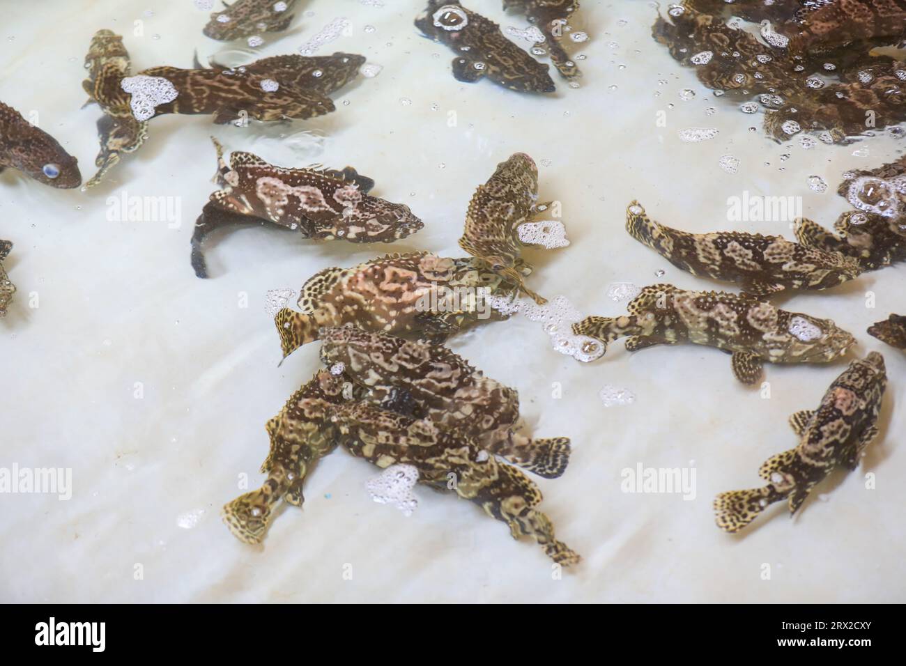 Zackenbarsch schwimmt frei im Aquakulturteich in einer Wasserproduktfarm in Nordchina Stockfoto