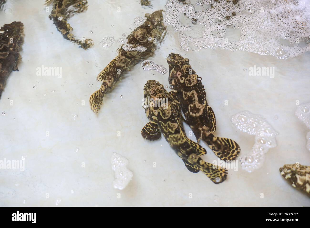 Zackenbarsch schwimmt frei im Aquakulturteich in einer Wasserproduktfarm in Nordchina Stockfoto