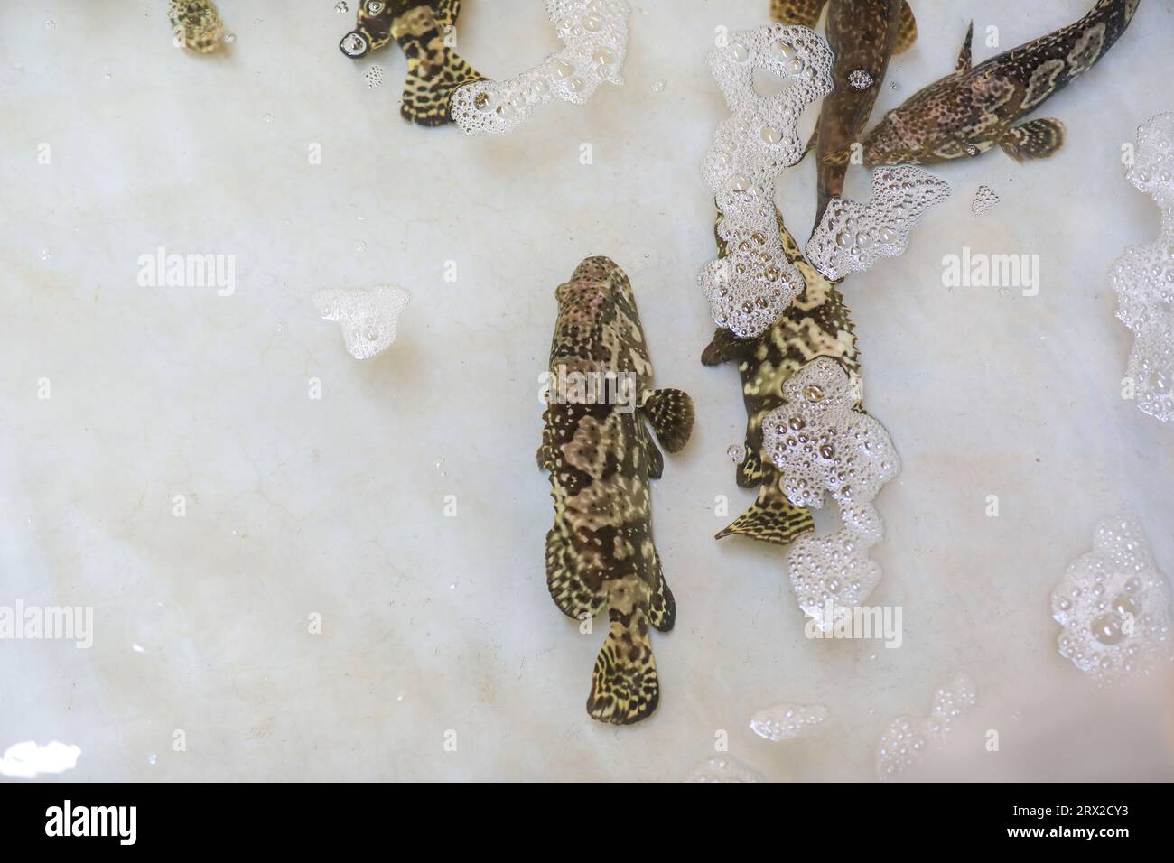Zackenbarsch schwimmt frei im Aquakulturteich in einer Wasserproduktfarm in Nordchina Stockfoto