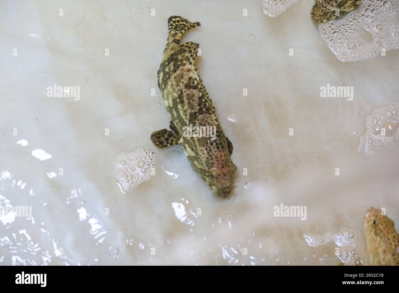 Zackenbarsch schwimmt frei im Aquakulturteich in einer Wasserproduktfarm in Nordchina Stockfoto