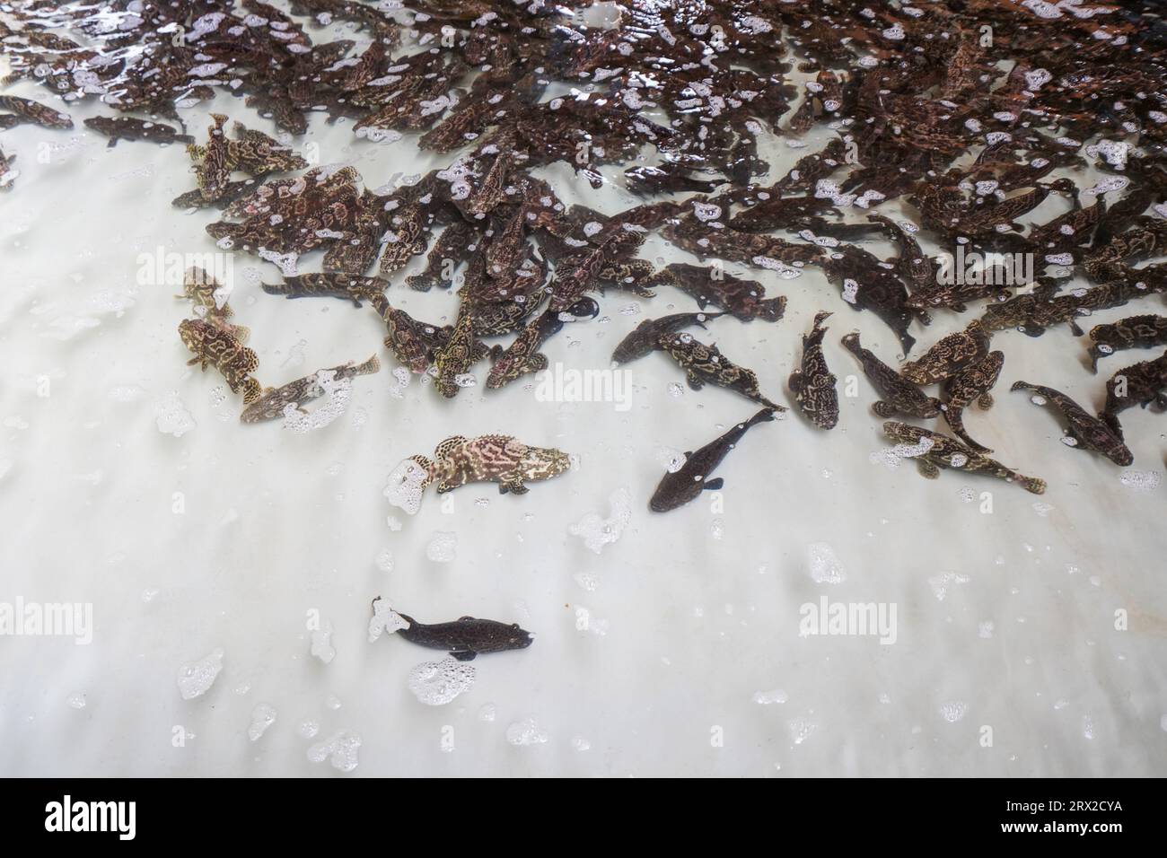 Zackenbarsch schwimmt frei im Aquakulturteich in einer Wasserproduktfarm in Nordchina Stockfoto