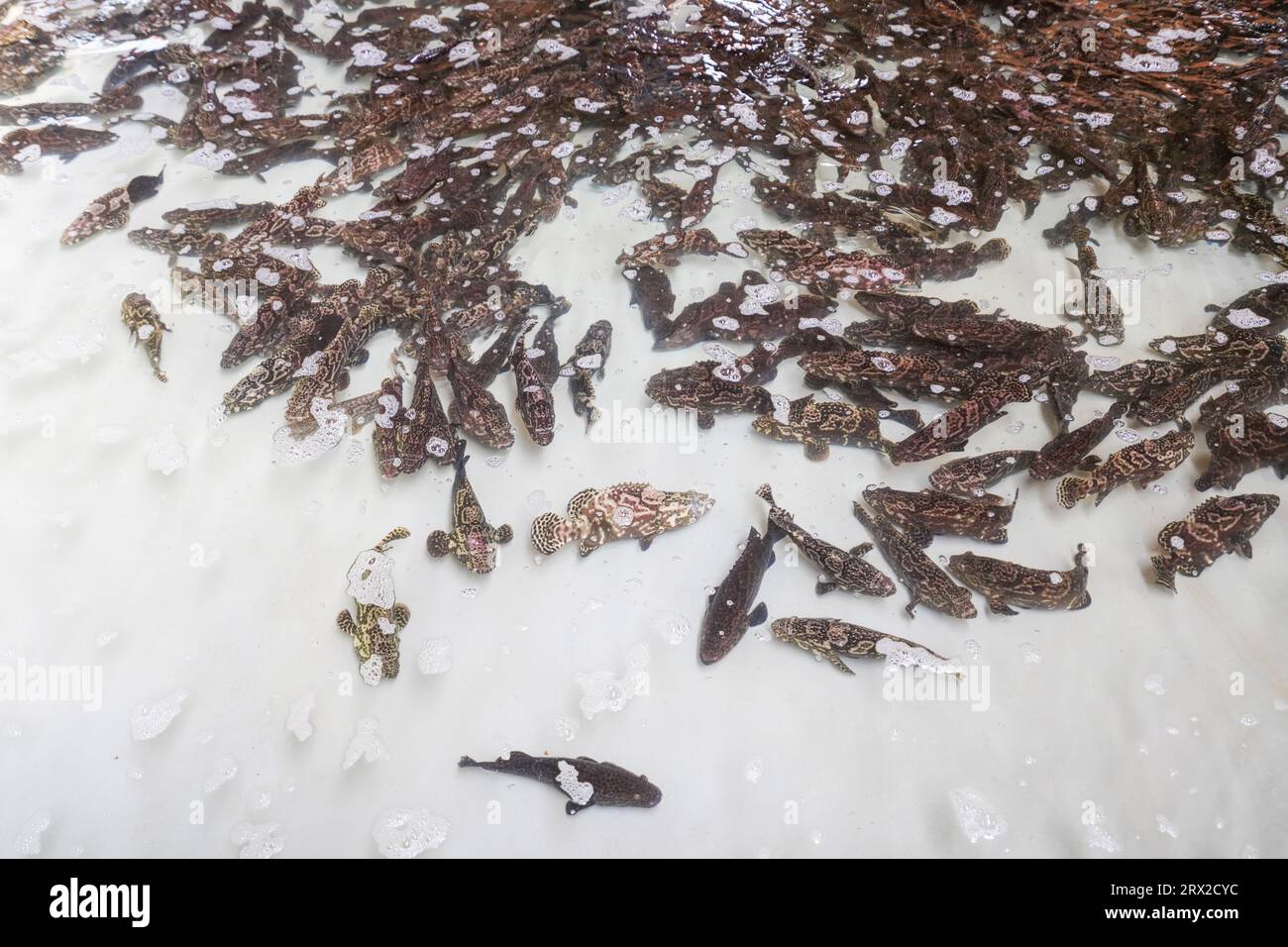 Zackenbarsch schwimmt frei im Aquakulturteich in einer Wasserproduktfarm in Nordchina Stockfoto