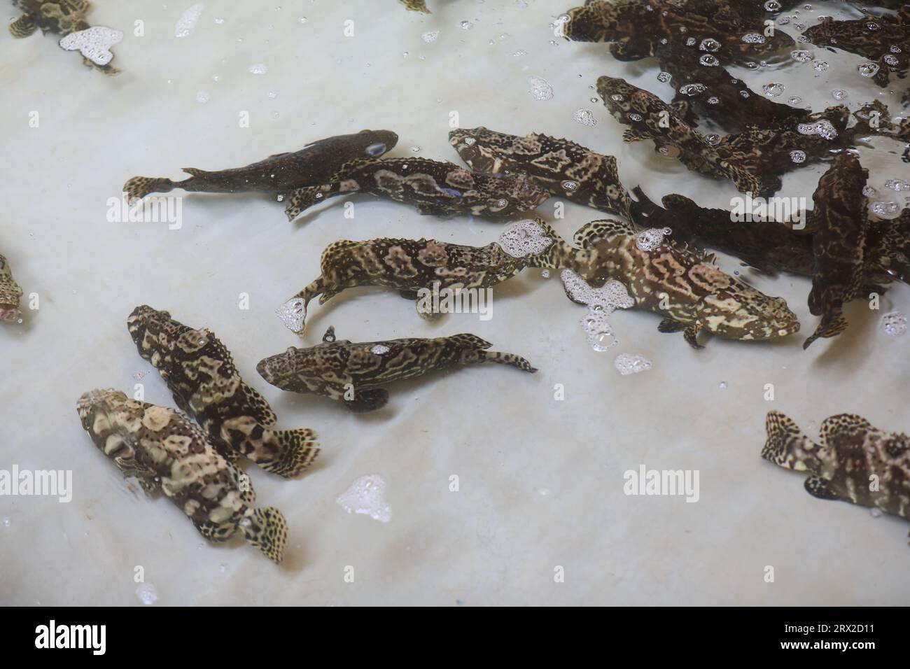 Zackenbarsch schwimmt frei im Aquakulturteich in einer Wasserproduktfarm in Nordchina Stockfoto
