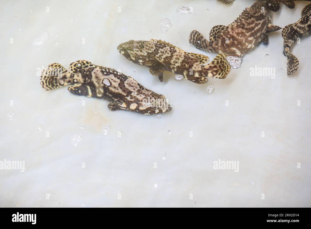 Zackenbarsch schwimmt frei im Aquakulturteich in einer Wasserproduktfarm in Nordchina Stockfoto