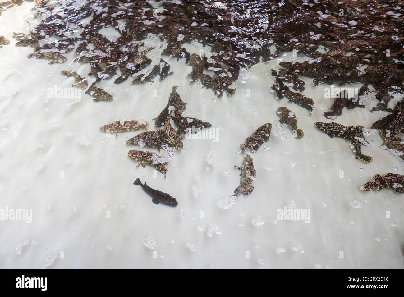 Zackenbarsch schwimmt frei im Aquakulturteich in einer Wasserproduktfarm in Nordchina Stockfoto