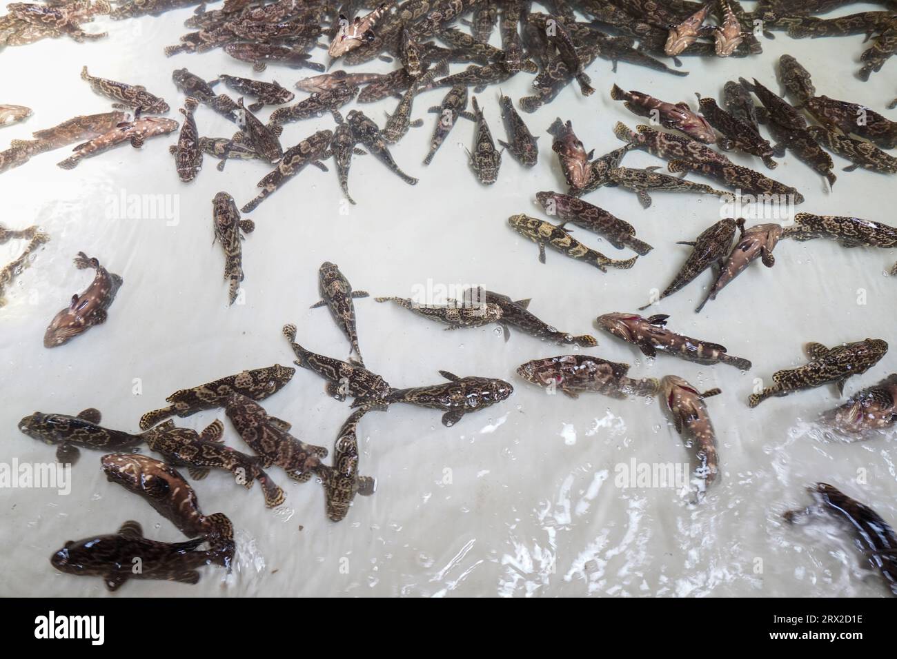 Zackenbarsch schwimmt frei im Aquakulturteich in einer Wasserproduktfarm in Nordchina Stockfoto