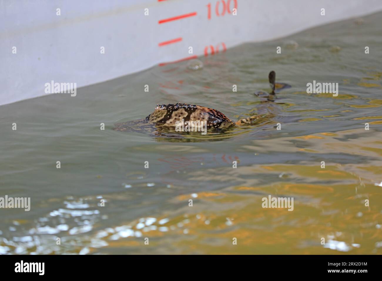 Zackenbarsch schwimmt frei im Aquakulturteich in einer Wasserproduktfarm in Nordchina Stockfoto