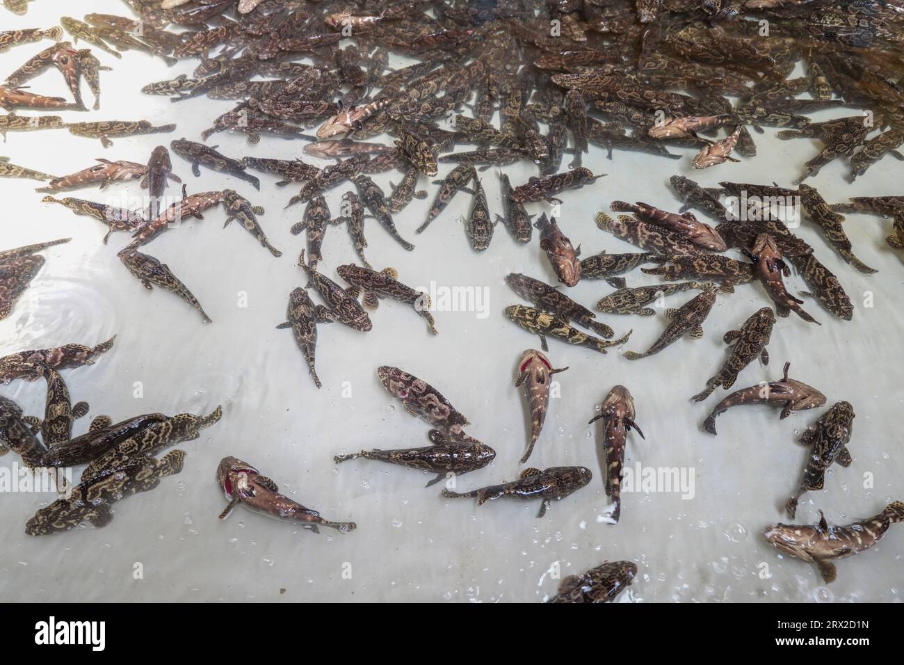 Zackenbarsch schwimmt frei im Aquakulturteich in einer Wasserproduktfarm in Nordchina Stockfoto