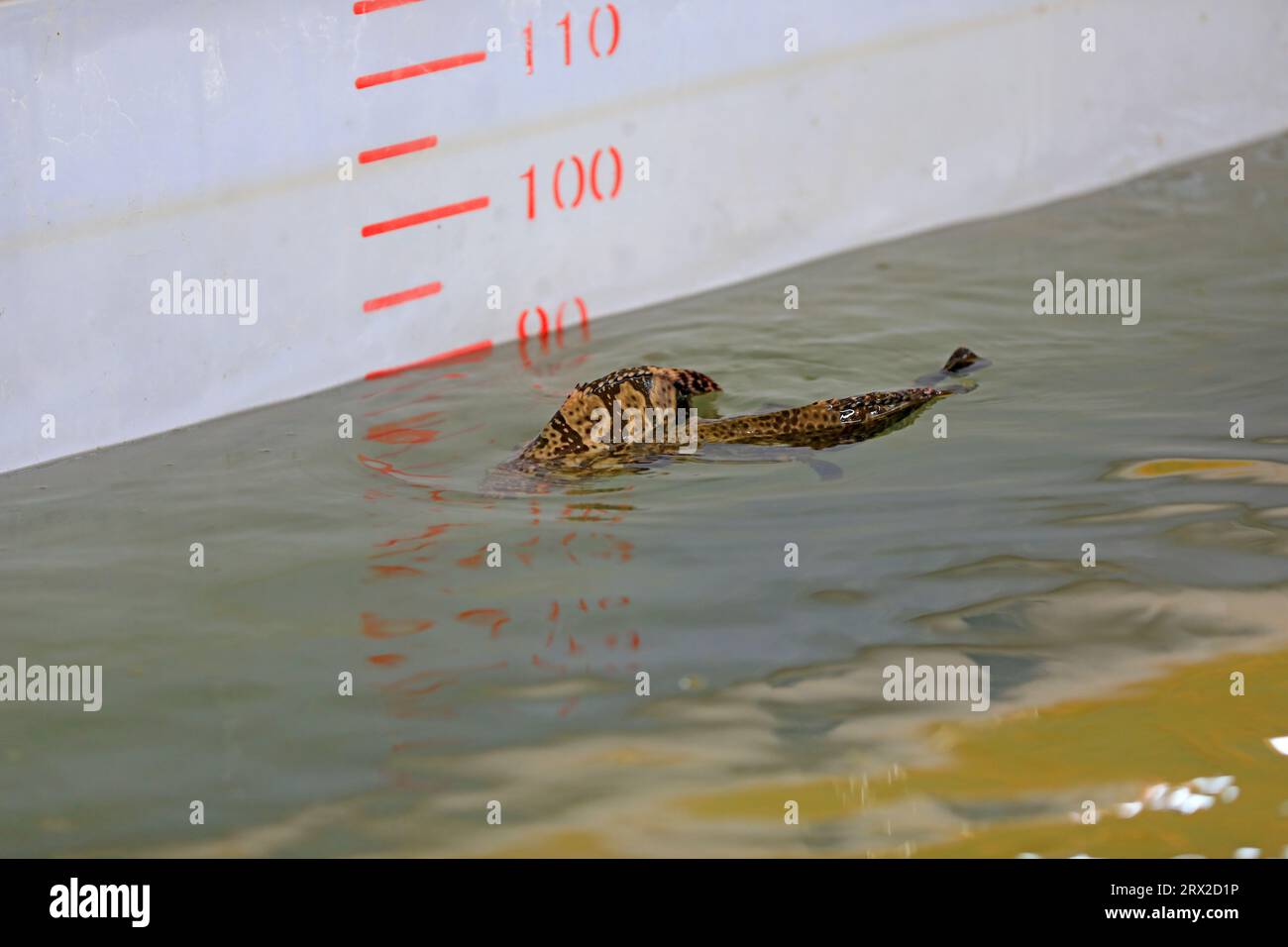 Zackenbarsch schwimmt frei im Aquakulturteich in einer Wasserproduktfarm in Nordchina Stockfoto
