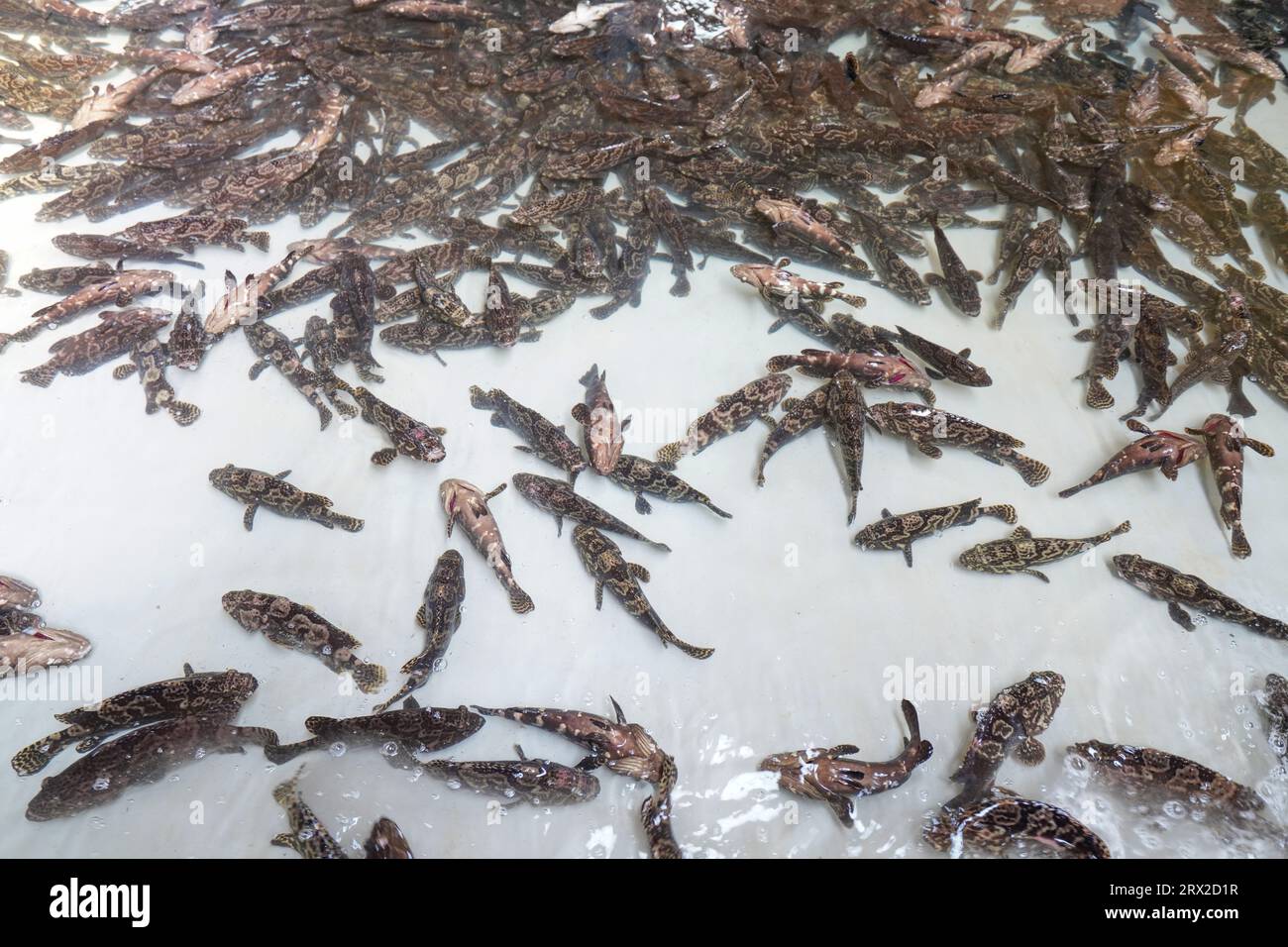 Zackenbarsch schwimmt frei im Aquakulturteich in einer Wasserproduktfarm in Nordchina Stockfoto