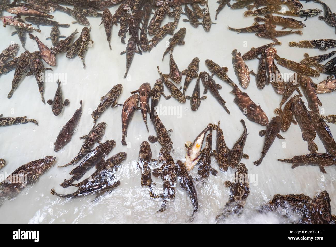 Zackenbarsch schwimmt frei im Aquakulturteich in einer Wasserproduktfarm in Nordchina Stockfoto